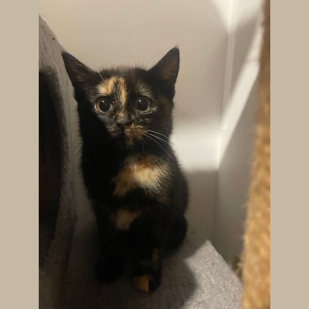Photo of Mocha