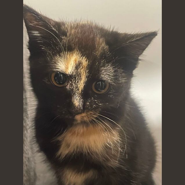 Photo of Mocha