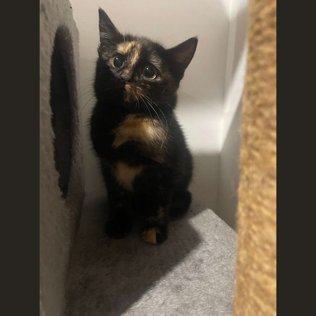 Photo of Mocha