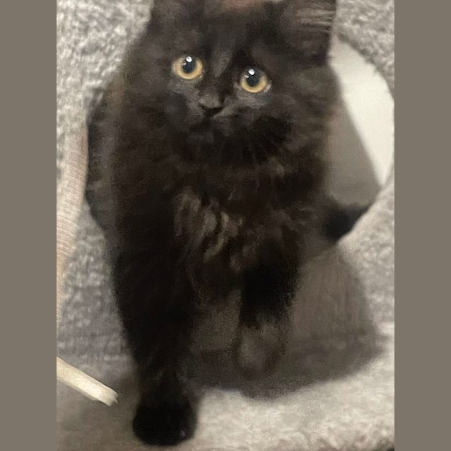 Photo of Sooty