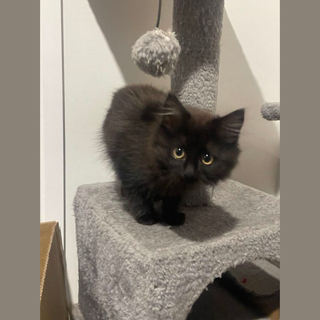 Photo of Sooty