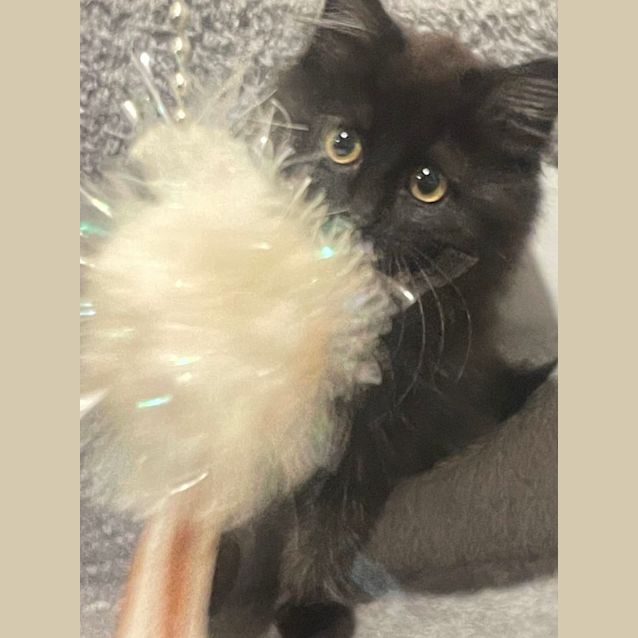 Photo of Sooty