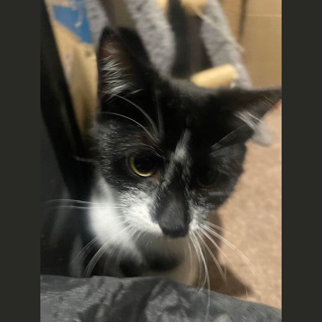 Photo of Cookie