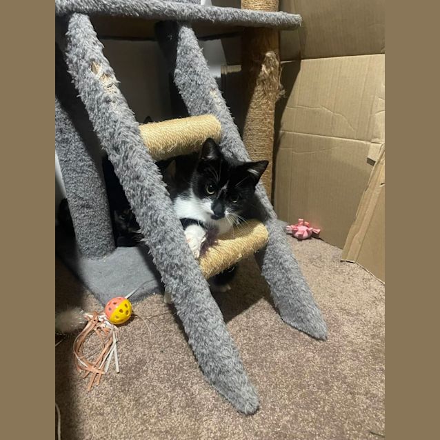 Photo of Cookie