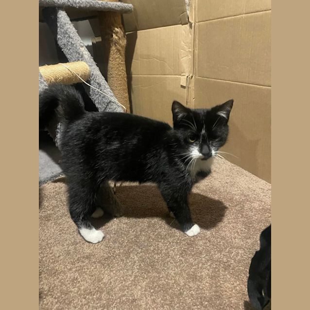 Photo of Cookie