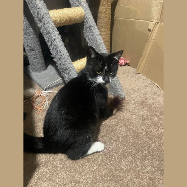 Photo of Cookie