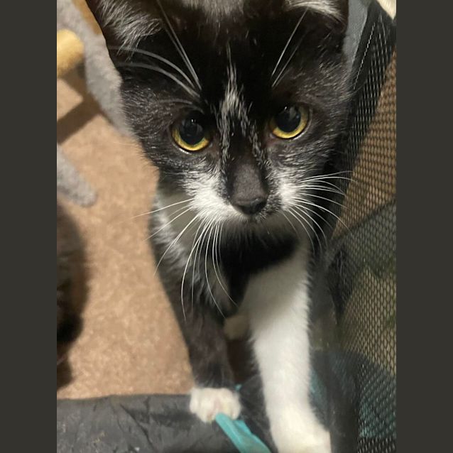 Photo of Cookie