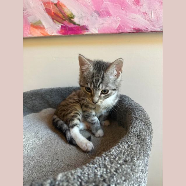 Photo of Jaggy *9 Lives Project Rescue*