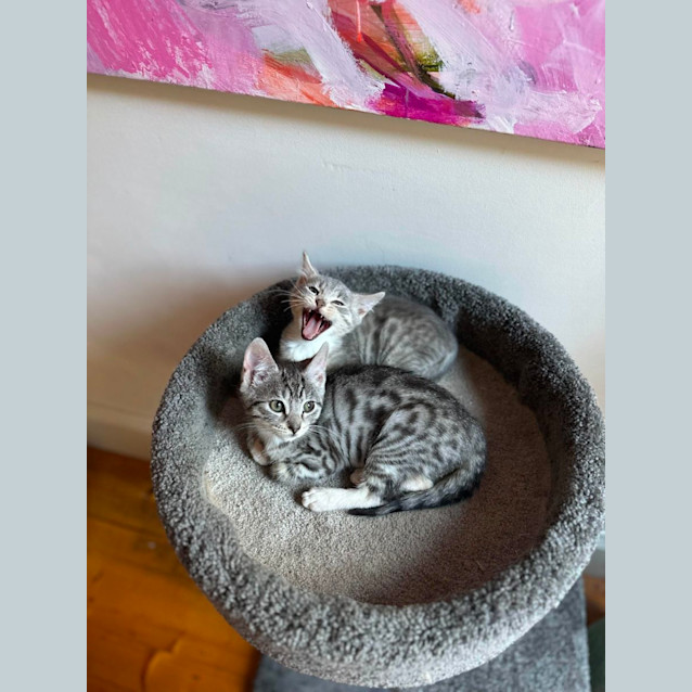 Photo of Jaggy *9 Lives Project Rescue*