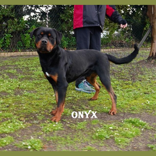 Photo of Onyx