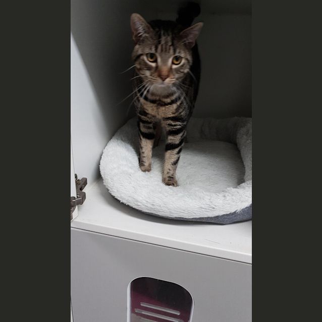 Photo of Slinky 