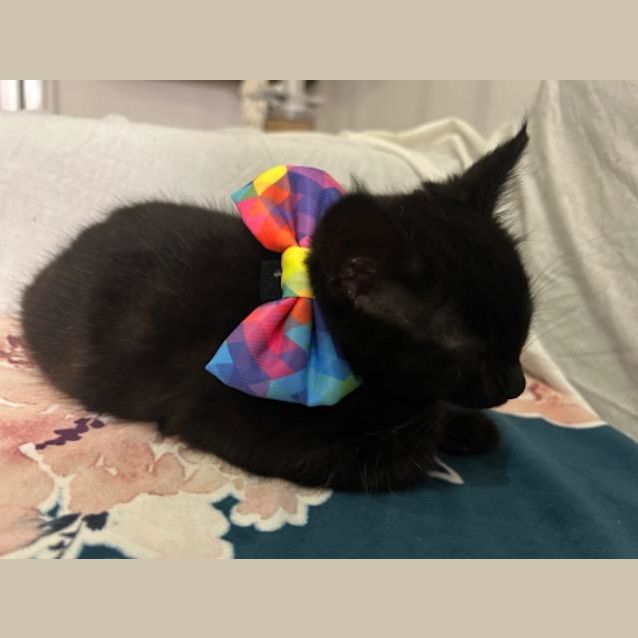 Photo of Salem
