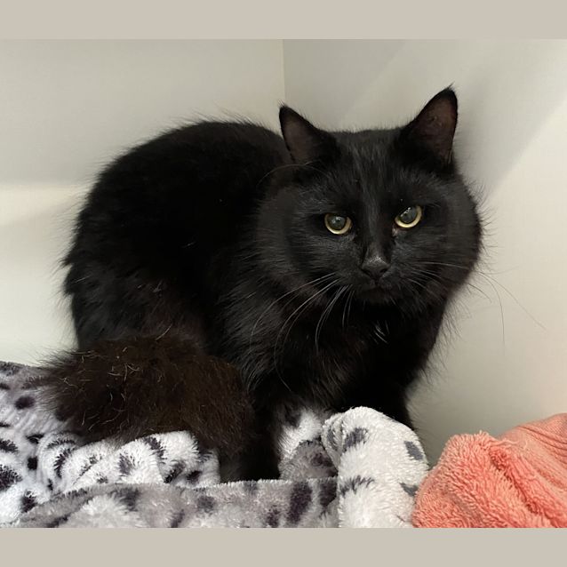 Photo of Loki