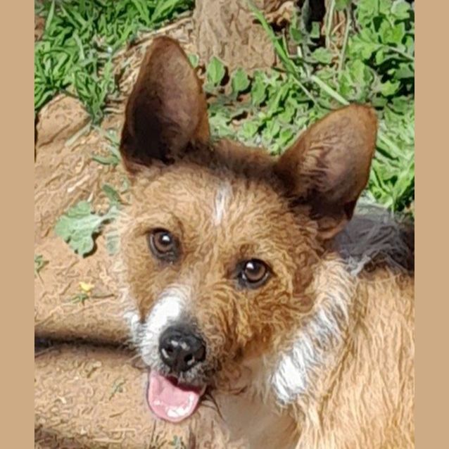 Photo of Simba