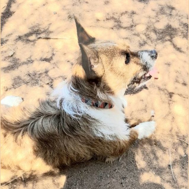 Photo of Simba
