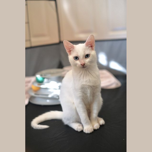 Photo of Napkin/Freya