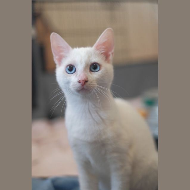 Photo of Napkin/Freya