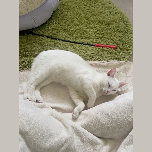 Photo of Napkin/Freya