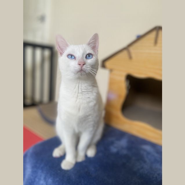 Photo of Napkin/Freya