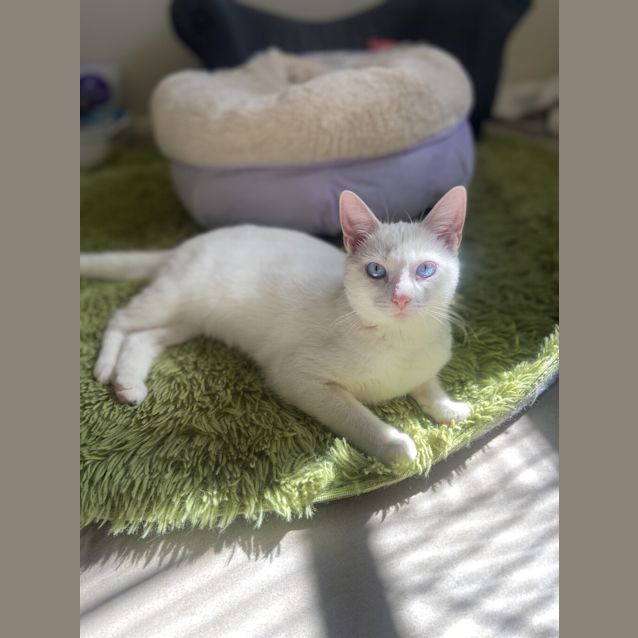 Photo of Napkin/Freya