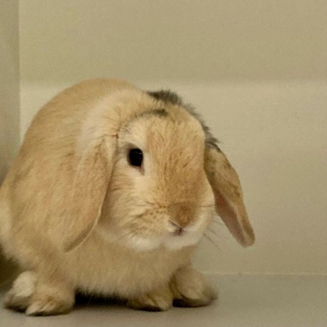 Photo of Monsieur Butters