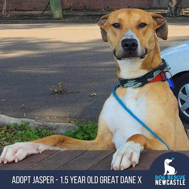 Photo of Jasper   1.5 Year Old Great Dane X (Trial 7/9/23)