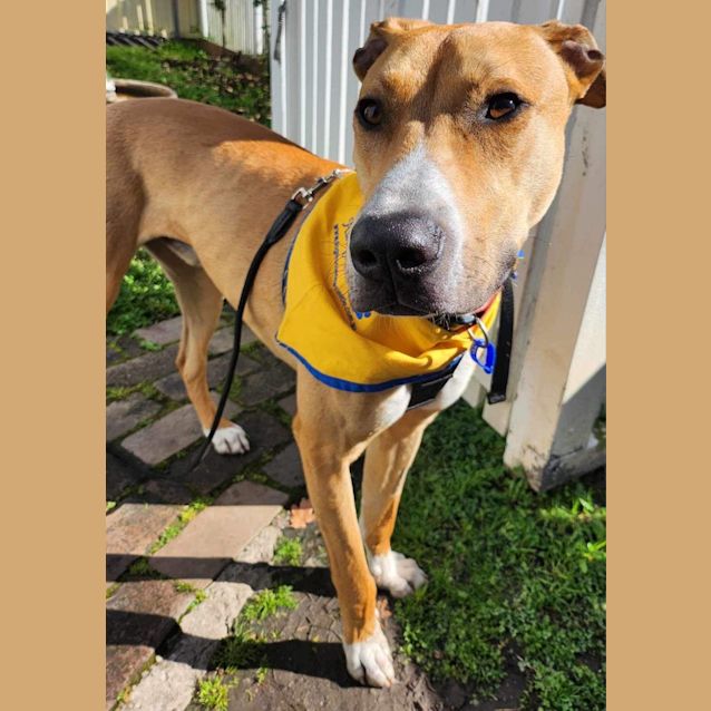 Photo of Jasper   1.5 Year Old Great Dane X (Trial 7/9/23)