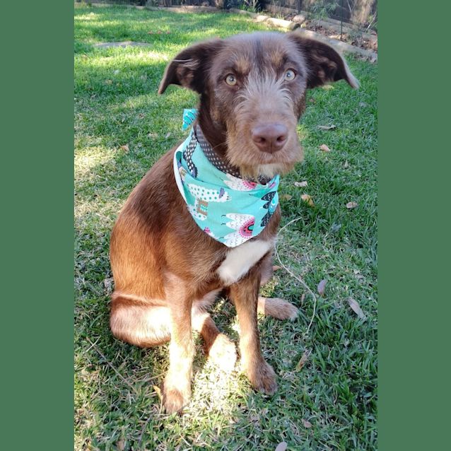 Photo of Bella   1.5 Year Old Wolfhound X Labrador (Trial)