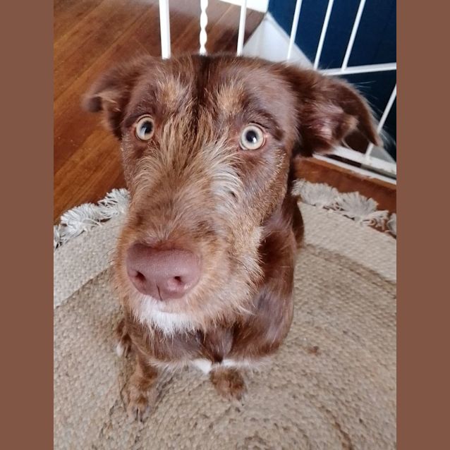 Photo of Bella   1.5 Year Old Wolfhound X Labrador (Trial)