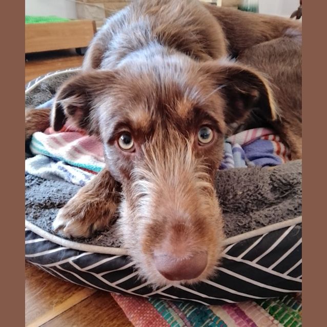 Photo of Bella   1.5 Year Old Wolfhound X Labrador (Trial)