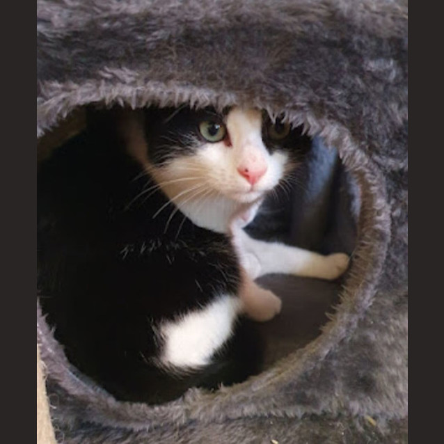 Photo of Shadow