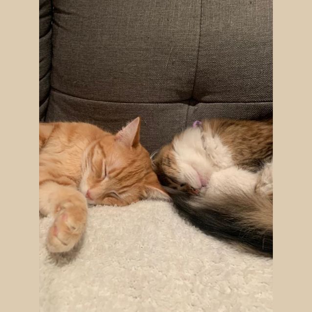 Photo of Pumpkin And Poppy