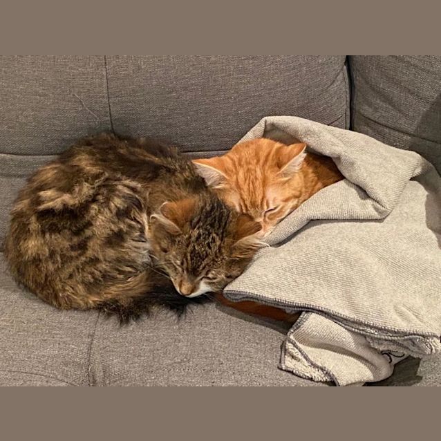 Photo of Pumpkin And Poppy