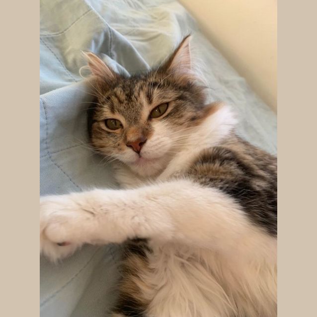 Photo of Pumpkin And Poppy