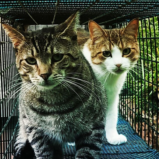 Photo of Scarlett ❤️🌹