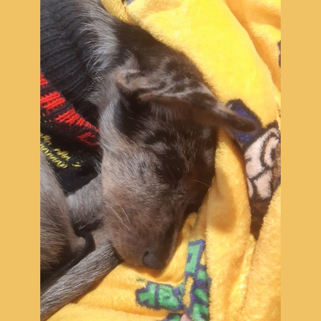 Photo of Hufflepuff