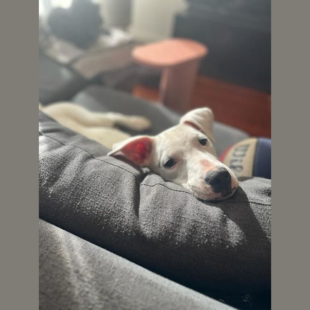 Photo of Dirk