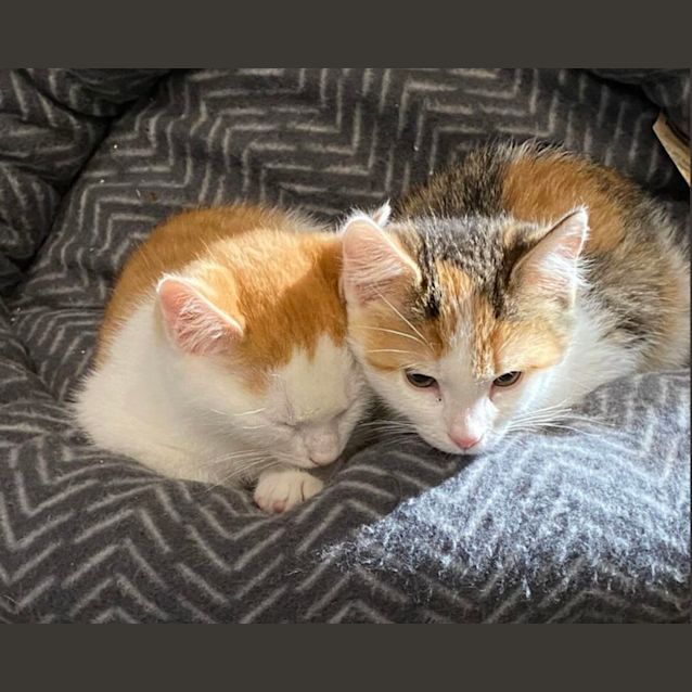 Photo of Tilly