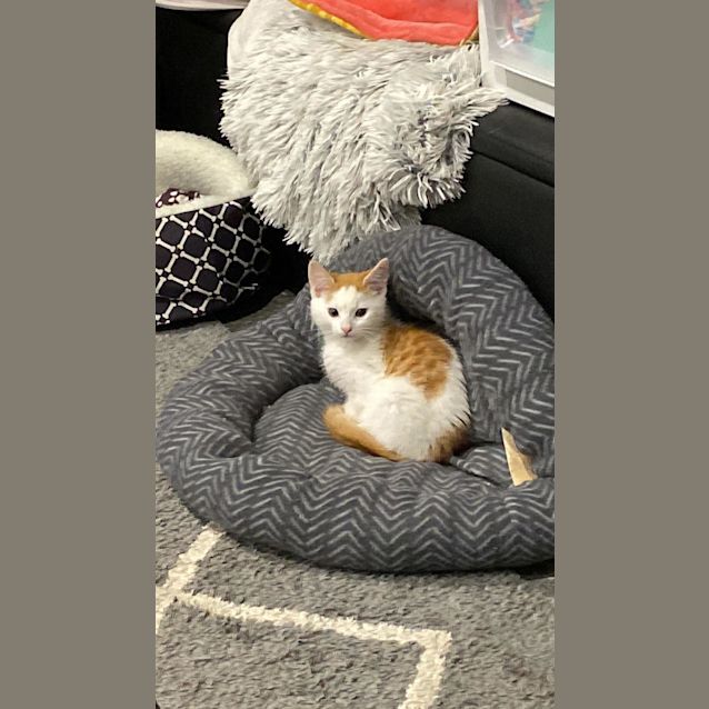 Photo of Patches