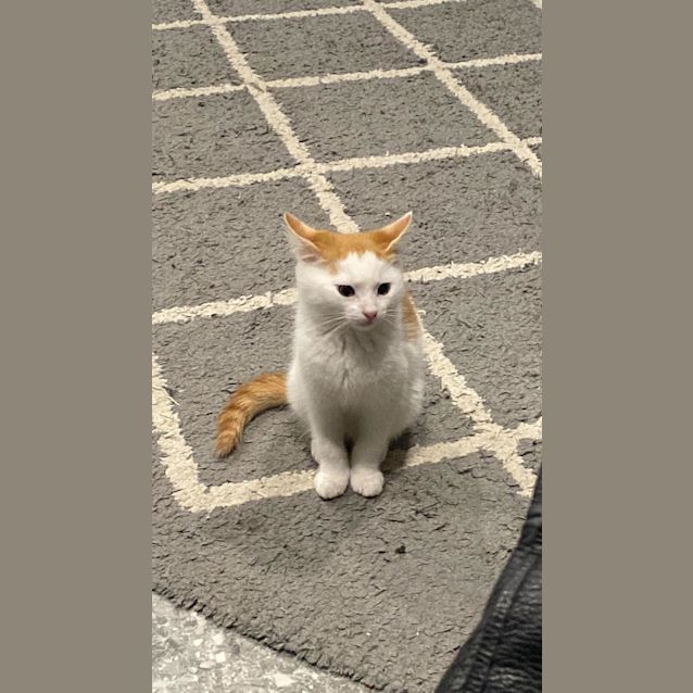 Photo of Patches