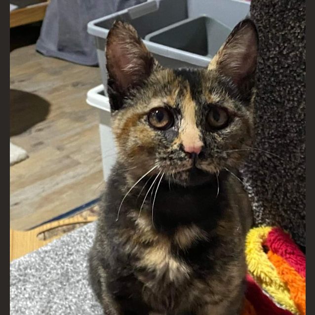 Photo of Marbles