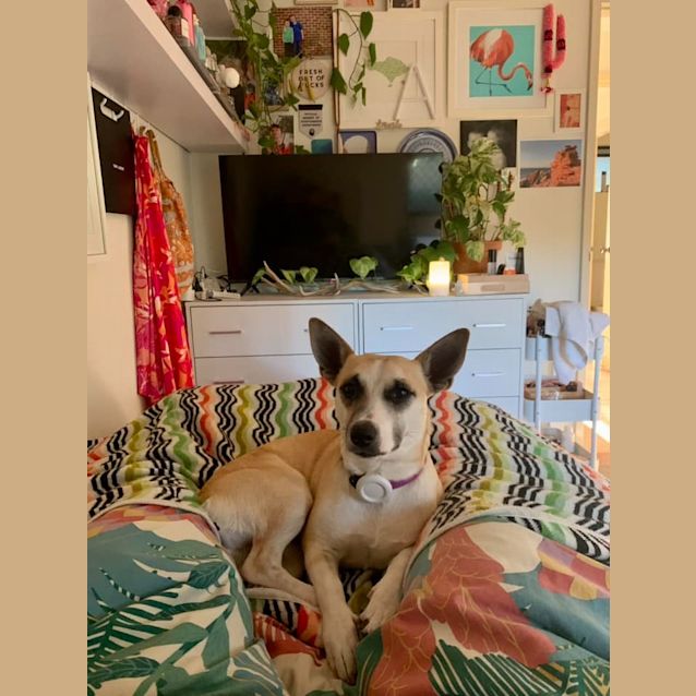 Photo of Possum