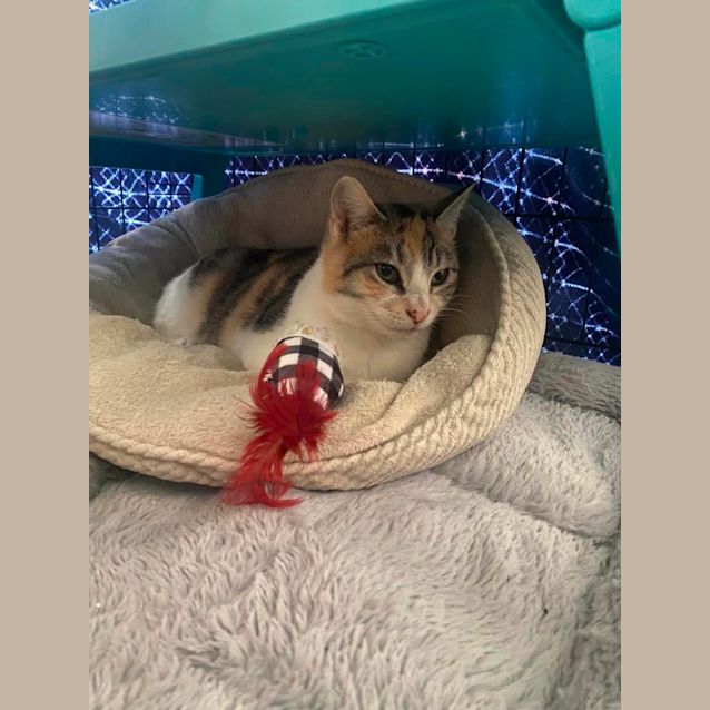 Photo of Kiyomi **2nd Chance Cat Rescue**
