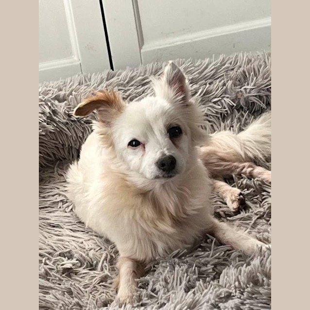 Photo of Pebbles 