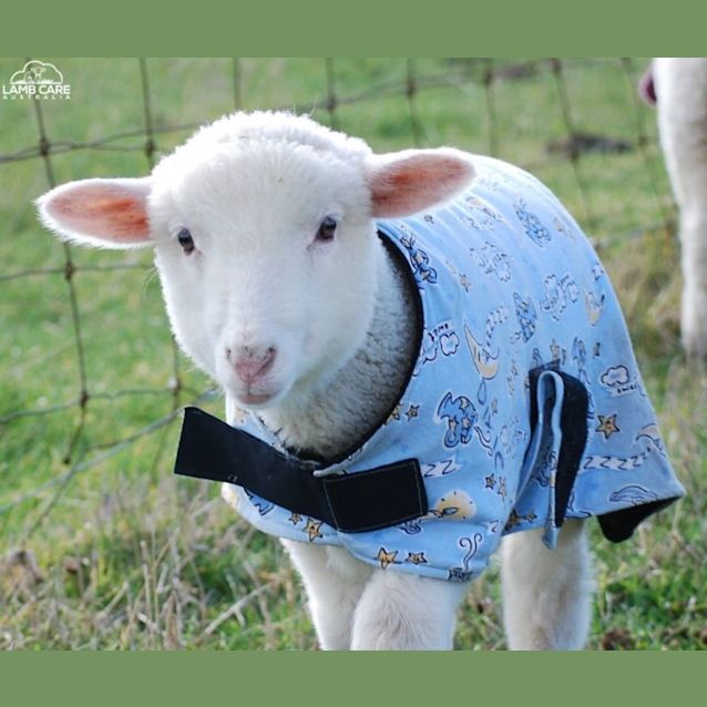 Photo of Sparrow And Dakari