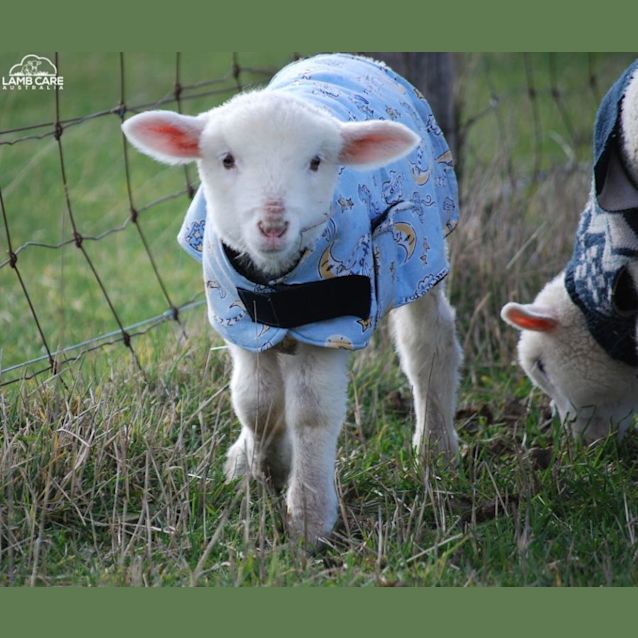 Photo of Sparrow And Dakari