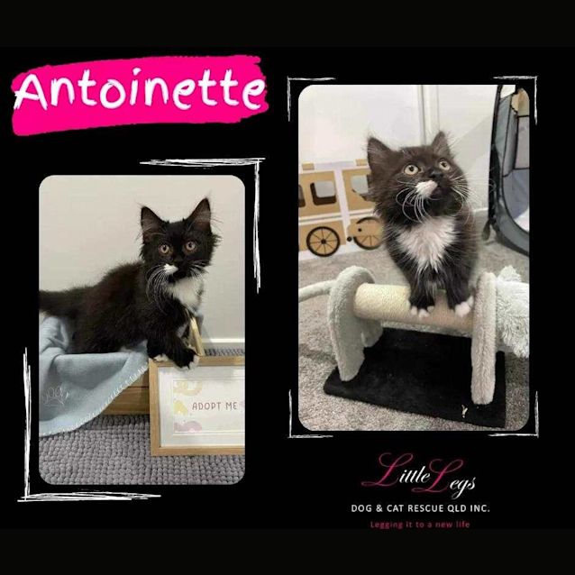 Photo of Antoinette