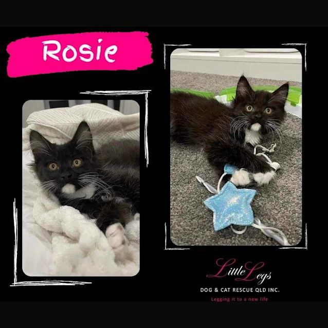 Photo of Rosie
