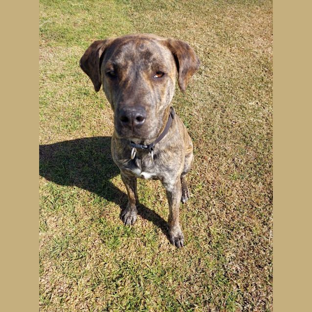 Photo of Farnsey *Adoption Pending*