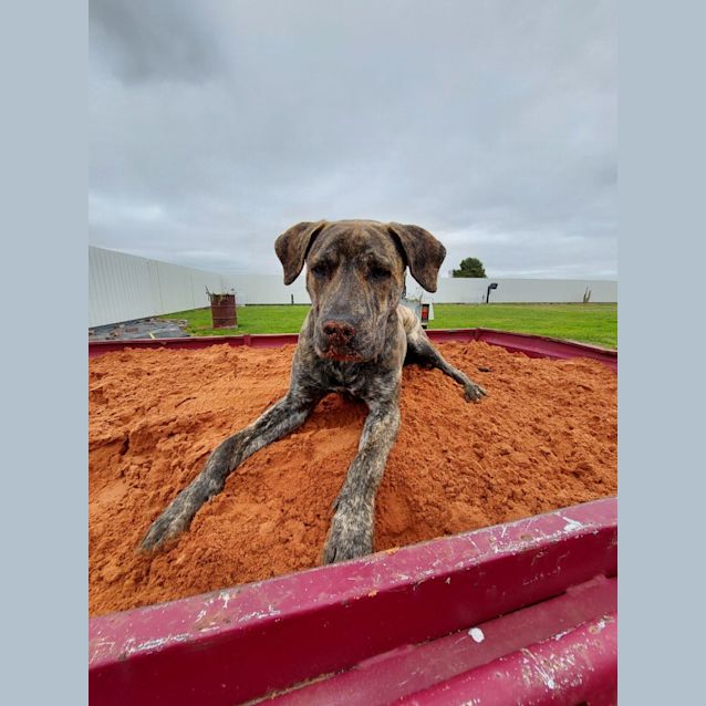 Photo of Farnsey *Adoption Pending*